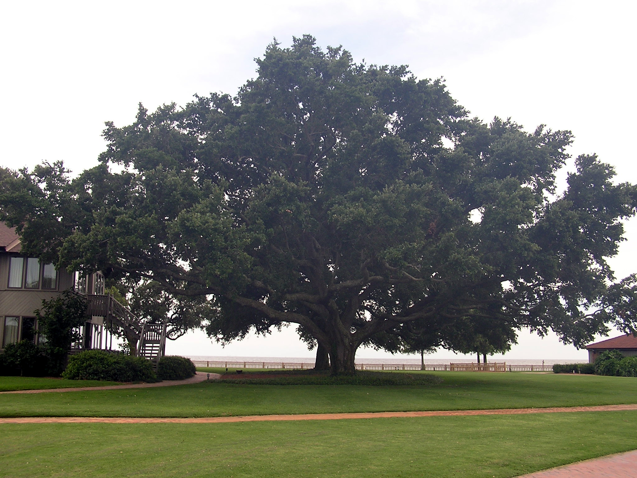 North of México 8 QUERCUS VIRGINIANA 1